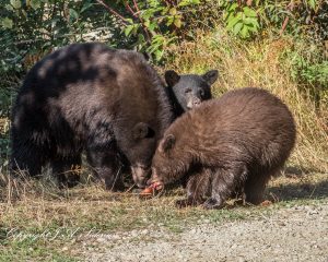 Black Bear Dinner